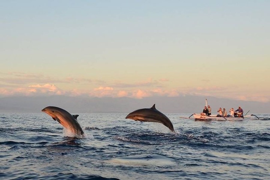 dolphin (1)